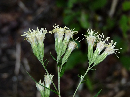 {Brickellia eupatorioides}